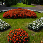 Które miasto ma najpiękniejsze dekoracje kwiatowe? Można głosować na Białystok