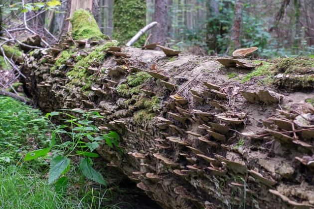 Do zdobycia jest 20 mln zł na miejsca pracy w gminach z Naturą 2000