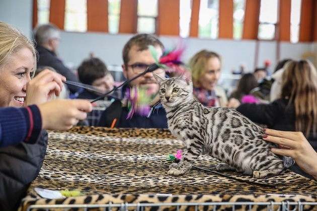 Trwa Międzynarodowa Wystawa Kotów Rasowych. Wybierane są najpiękniejsze [ZDJĘCIA]