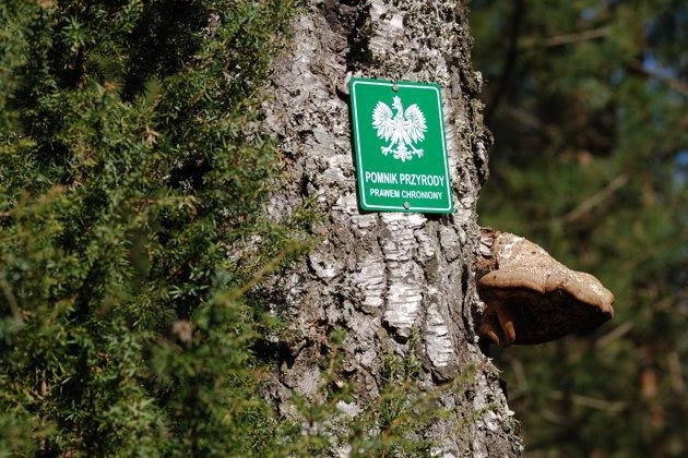 W Białymstoku są nowe pomniki przyrody