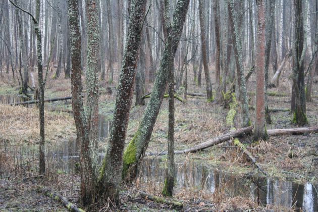 Jest zespół, który będzie pracować nad planem zarządzania Puszczą Białowieską