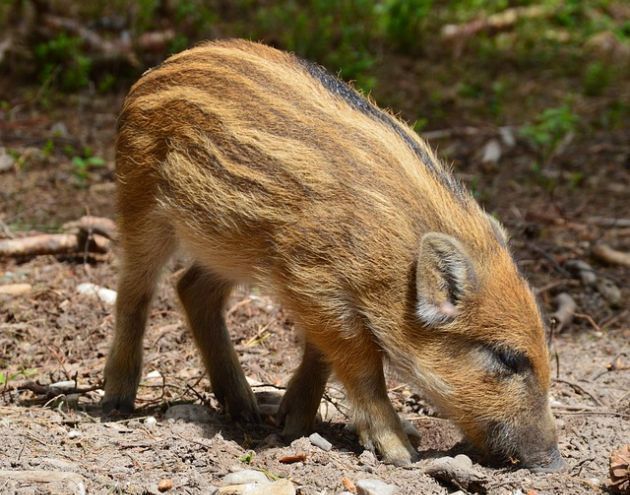 Wojsko pomoże zwalczać ASF? Chce tego wojewoda podlaski