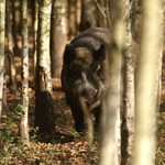 Dzików jest coraz mniej. A te, które są, częściej zaglądają do miasta