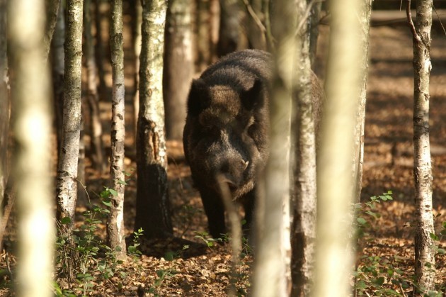 Dzików jest coraz mniej. A te, które są, częściej zaglądają do miasta