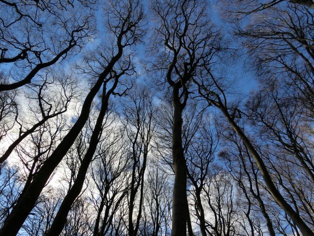 Błąkał się po lesie i nie umiał powiedzieć, jak się nazywa