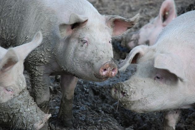 Handlowali zwierzętami mimo zagrożenia ASF. Trzy osoby usłyszały zarzuty