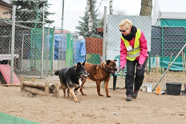 Psów w schronisku jest coraz mniej. Wszystko idzie ku lepszemu