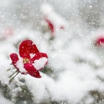 I po mrozie. Temperatura dziś wzrośnie