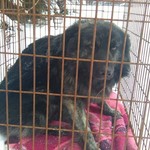 Leśnicy uratowali psa. Groziło mu zamarznięcie lub śmierć z głodu
