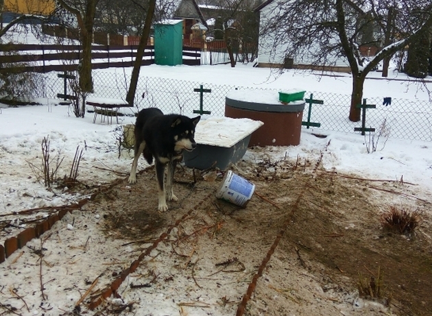 Wychudzony i wystraszony pies był przyczepiony do płotu metalowym łańcuchem