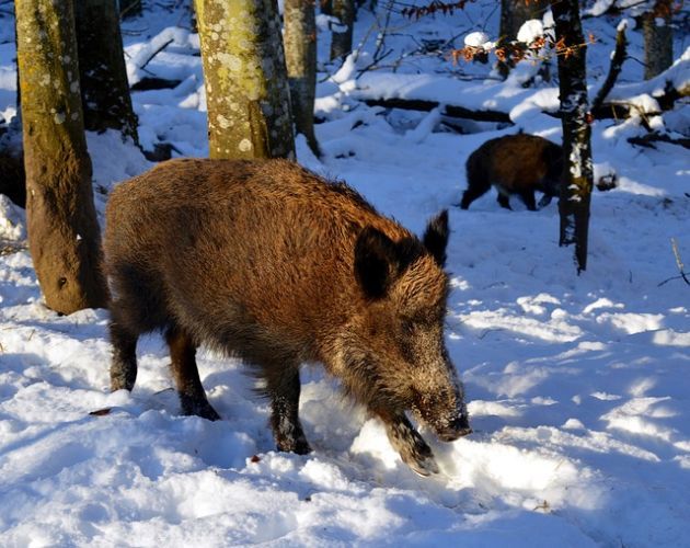 Nowe przypadki ASF w Podlaskiem. Chorobę ujawniono po odstrzale dzików