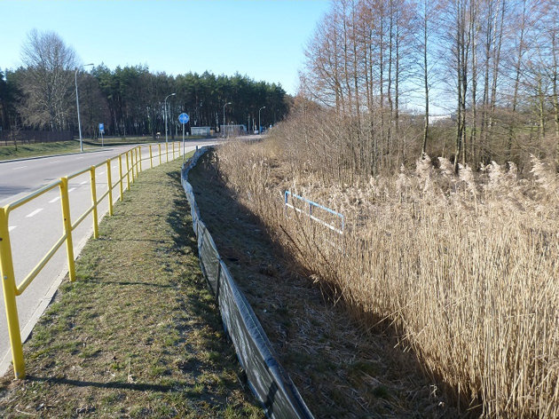 Specjalne bariery przy drogach. Zostaną ustawione, by ochronić płazy