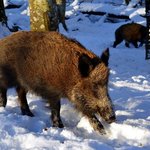 "Nie będzie dzików, nie będzie pomoru". Spotkanie robocze w sprawie ASF