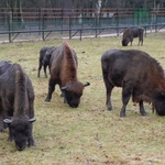 Puszcza Białowieska w internecie. Żubry podbiją Europę?