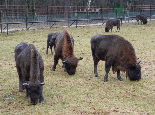 Puszcza Białowieska w internecie. Żubry podbiją Europę?