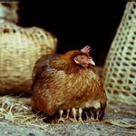 Dzikie ptaki czy celowe działanie? Trwa ustalanie przyczyny wystąpienia ptasiej grypy