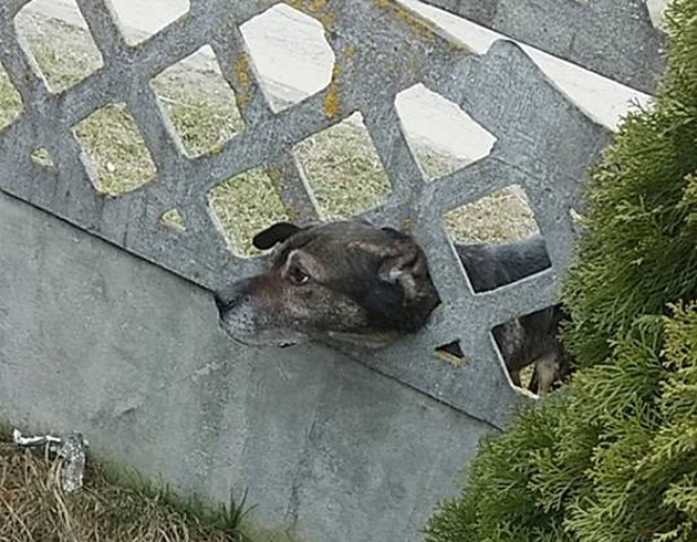 Głowa psa utknęła w betonowym ogrodzeniu. Na szczęście pomogli strażacy ochotnicy