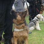 Policjanci poszukują psów do służby