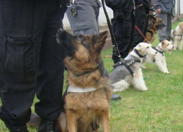 Policjanci poszukują psów do służby