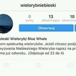 Uwaga rodzice. Z powodu gry "Niebieski Wieloryb" dochodzi do samookaleczeń wśród dzieci