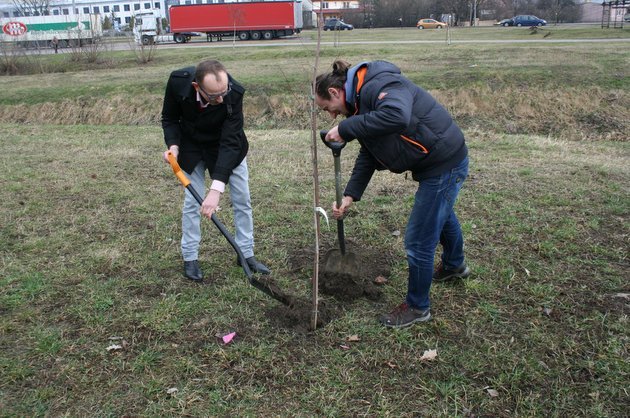 Platforma Obywatelska życzy szczęścia... drzewom i sadzi klony nad Białką