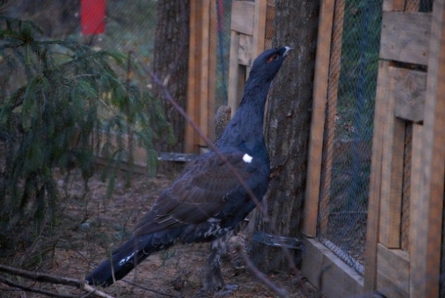 Z Puszczy Augustowskiej do warszawskiego ZOO