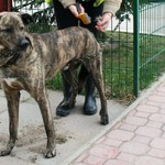 Około 200 psów czeka na adopcję. Wolontariusze zwiększają szanse na znalezienie im domu