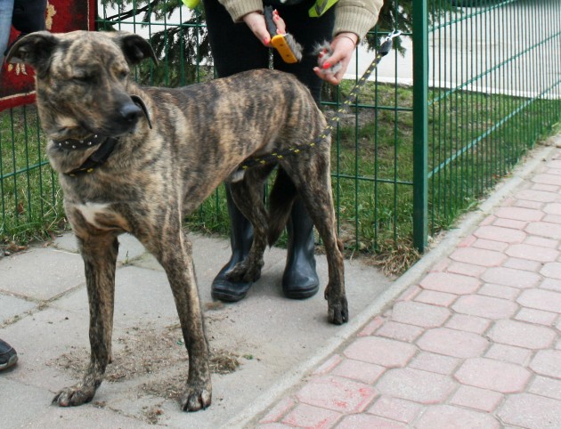 Około 200 psów czeka na adopcję. Wolontariusze zwiększają szanse na znalezienie im domu