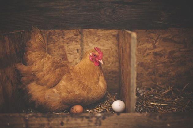 W Podlaskiem nie ma już stref zapowietrzenia i zagrożenia ptasią grypą