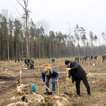 Wspólne sadzenie lasu w Puszczy Białowieskiej 