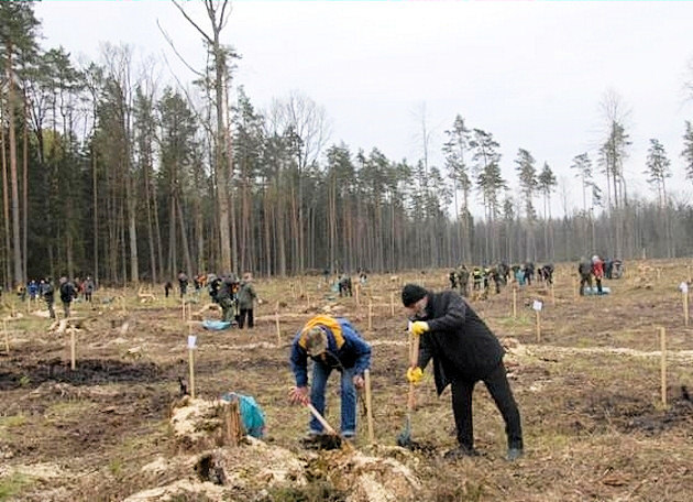 Wspólne sadzenie lasu w Puszczy Białowieskiej 