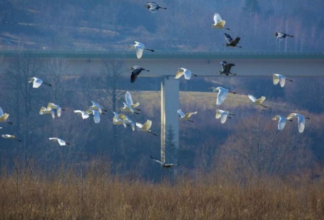 Magia, natura, bujna roślinność. Kino Konesera [WIDEO]