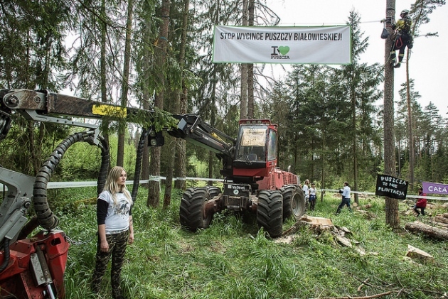 "Stop wycince!". Aktywiści przykuwają się do drzew w Puszczy Białowieskiej