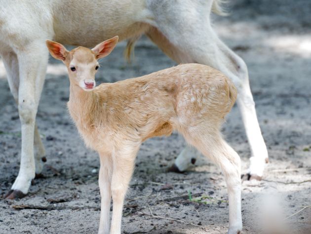 W Akcent ZOO przyszły na świat danielątka. Imiona wybiorą internauci