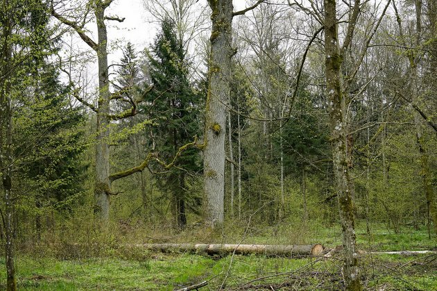 Porozmawiajmy o Puszczy Białowieskiej. Dyskusja nt. konfliktu o wyjątkowy las