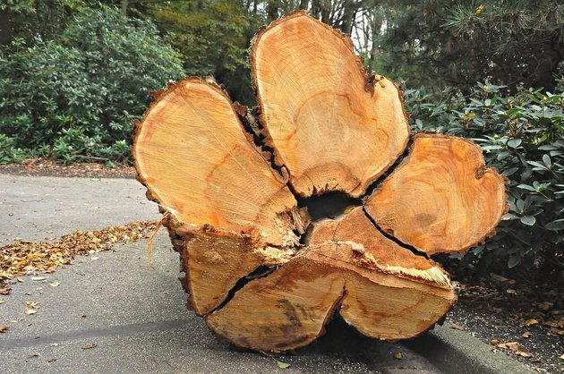 Nowe stawki za wycięcie drzew i krzewów. Prezent dla deweloperów?