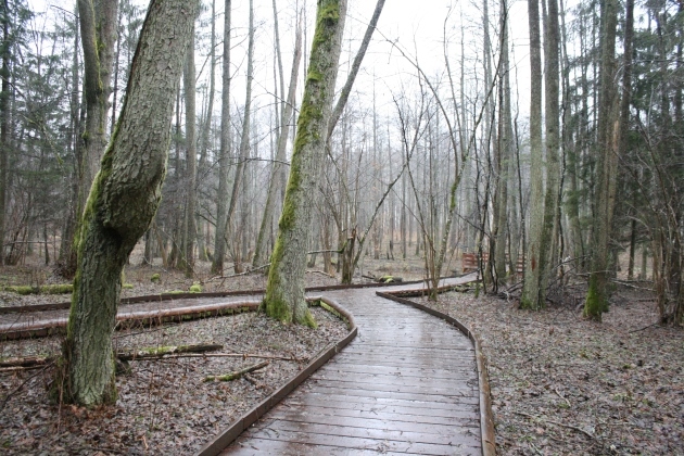 Puszcza Białowieska w Trybunale Sprawiedliwości. Czy będzie koniec wycinki?