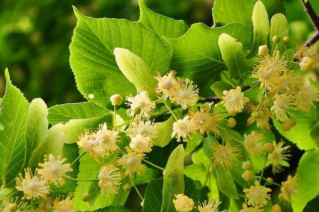 Będą nowe nasadzenia w Parku Planty