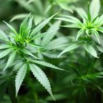 Medyczna marihuana. Tak, ale pod pewnymi warunkami