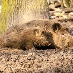 ASF w Podlaskiem. Pojawiło się kolejne ognisko choroby, będą nocne odstrzały dzików