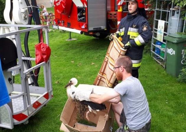 Bocian był uwięziony w gnieździe. Na ratunek ruszyli strażacy