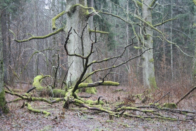 Gdzie trafia drewno z Puszczy Białowieskiej? Poseł Truskolaski pyta ministra środowiska