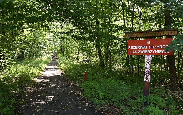 Nie wszyscy chcą ingerencji w Las Zwierzyniecki. Będą protesty?