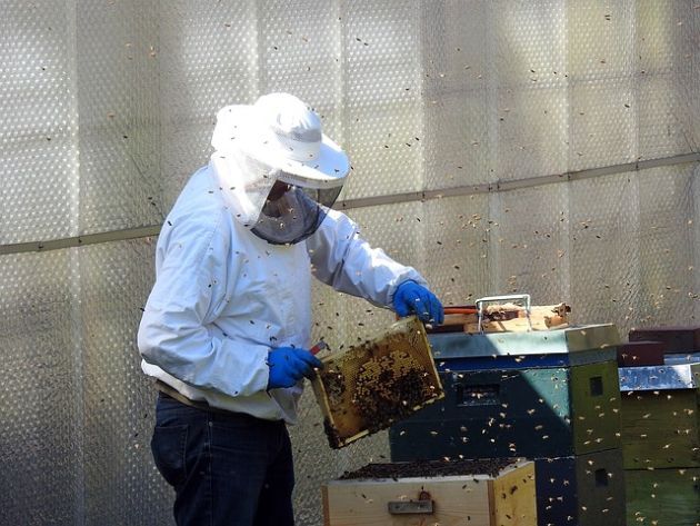 W Podlaskiem coraz bardziej cenimy pszczoły
