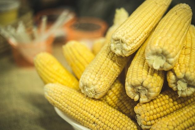 Podlaski Dzień Kukurydzy. Będą degustacje i pokazy odmian