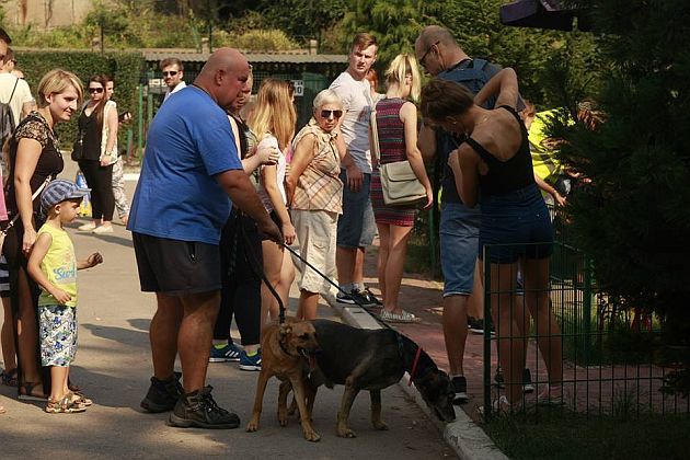 Podaruj przechadzkę psom. Schronisko organizuje PSAcer