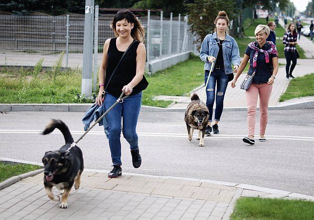 Psy w hajnowskim schronisku potrzebują pomocy. Brakuje środków na ich utrzymanie