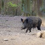 Kolejne przypadki ASF u dzików i świń w naszym regionie