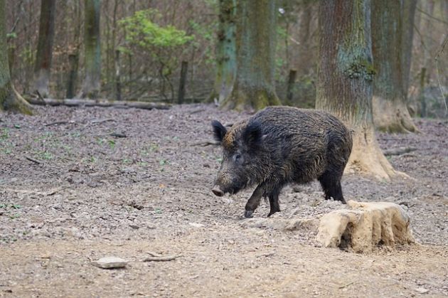 Kolejne przypadki ASF u dzików i świń w naszym regionie