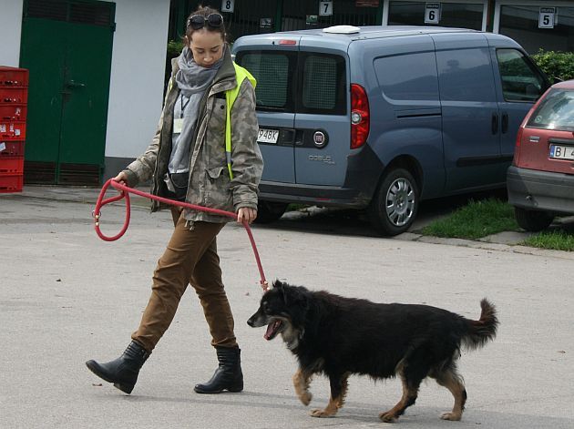 Pobiegaj z czworonogiem - tym ze schroniska bądź swoim. Ruszyły zapisy na PSIEbiegi